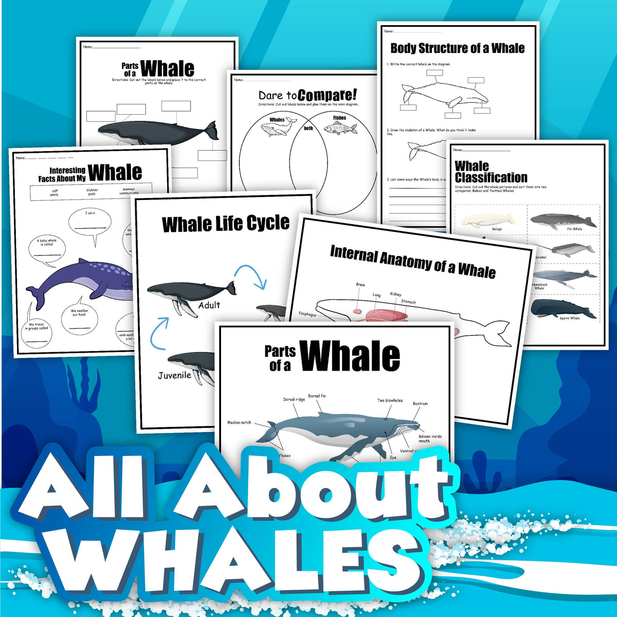 Life Cycle Of A Whale – An Off Grid Life