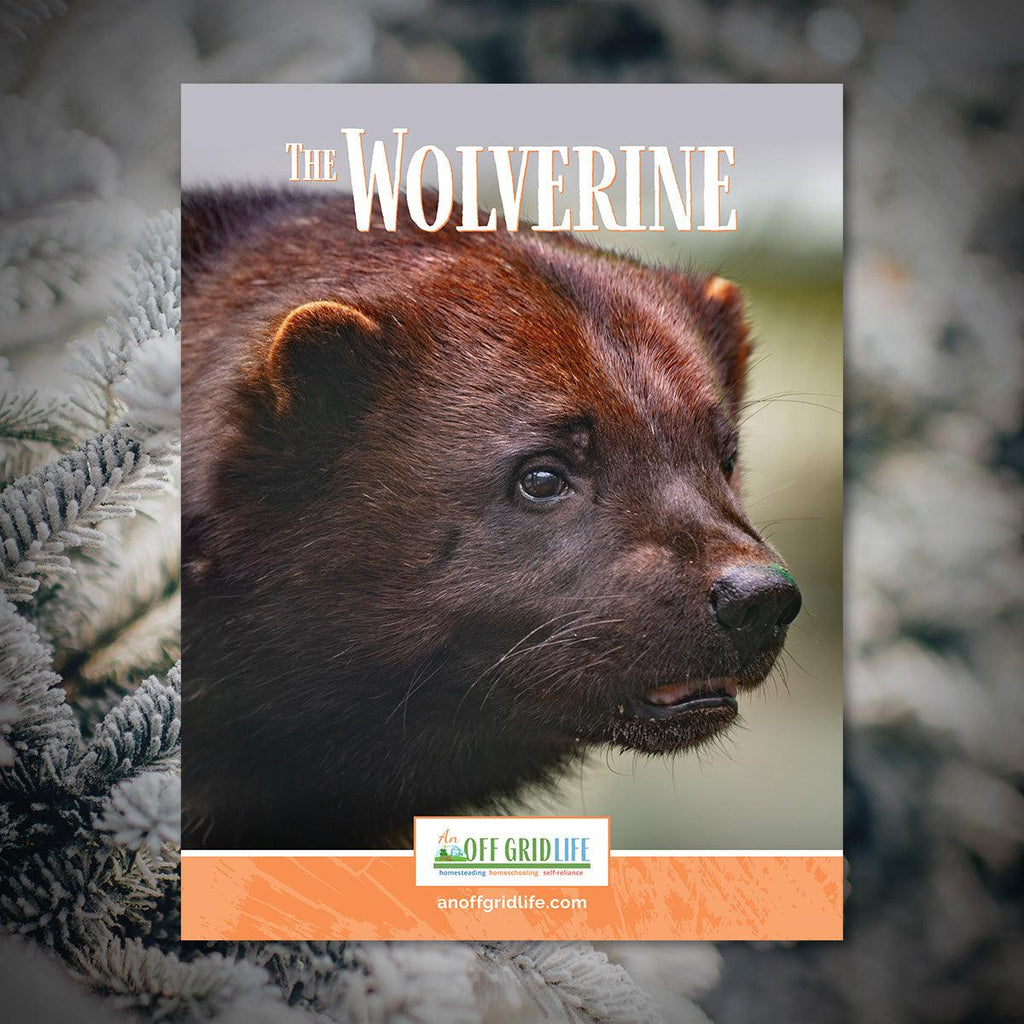 Discover Wolverine Coloring Pages for Off-Grid Homeschooling