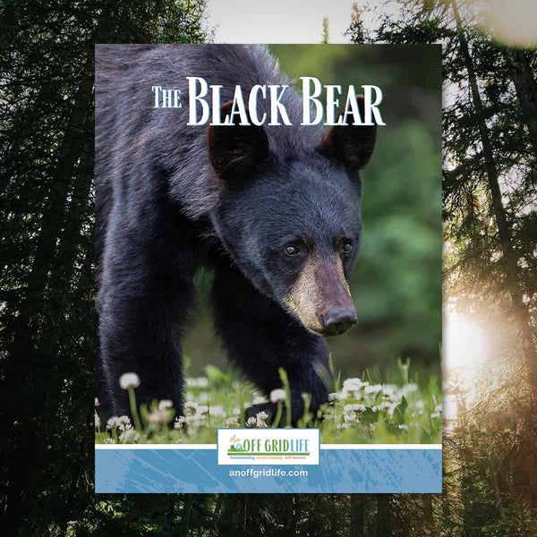 The Black Bear - An Off Grid Life