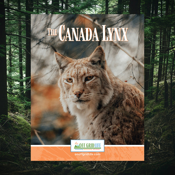 The Canada Lynx - An Off Grid Life