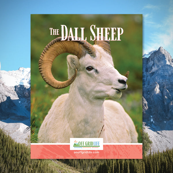 The Dall Sheep - An Off Grid Life
