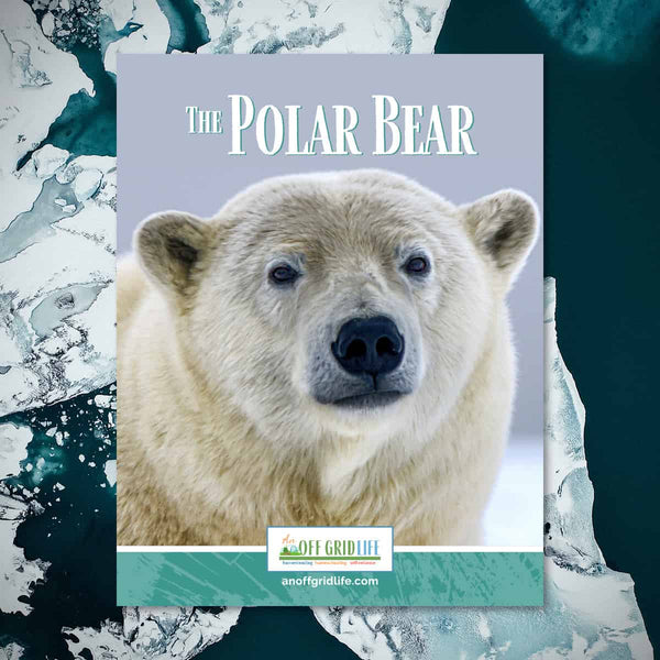 The Polar Bear - An Off Grid Life