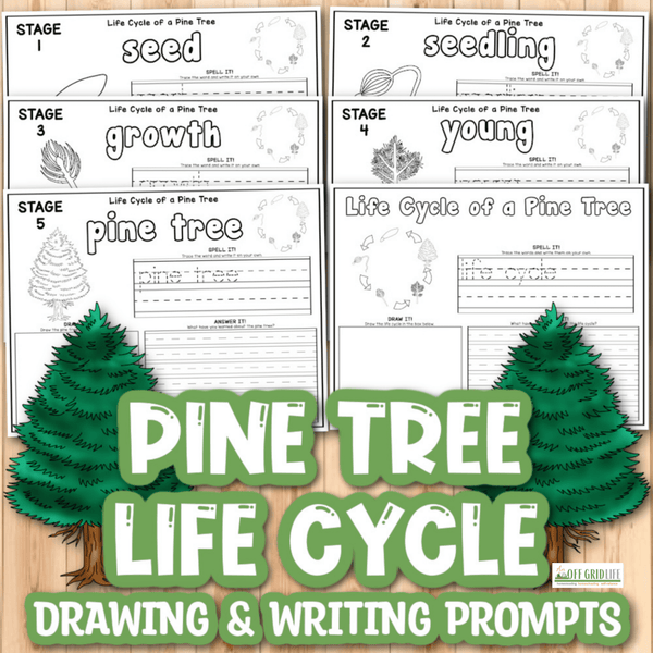 Pine Tree Life Cycle Drawing & Writing Prompts - An Off Grid Life