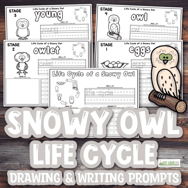 Snowy Owl Life Cycle Drawing & Writing Prompts - An Off Grid Life