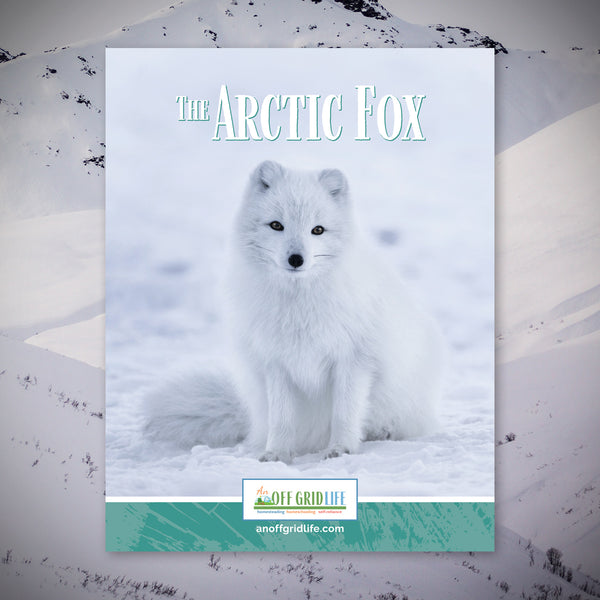 The Arctic Fox - An Off Grid Life