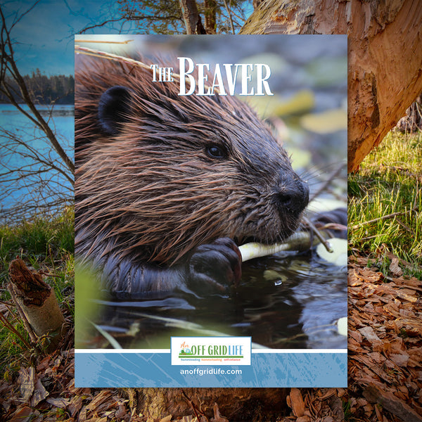 The Beaver - An Off Grid Life