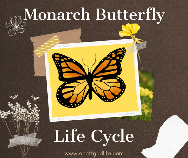 Monarch Butterfly Life Cycle - An Off Grid Life